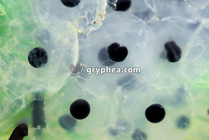 Grenouille rousse - Oeufs à divers stades de développement - gryphea.com